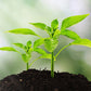 🌱 3-in-1 Soil Tester | Moisture, pH & Fertility